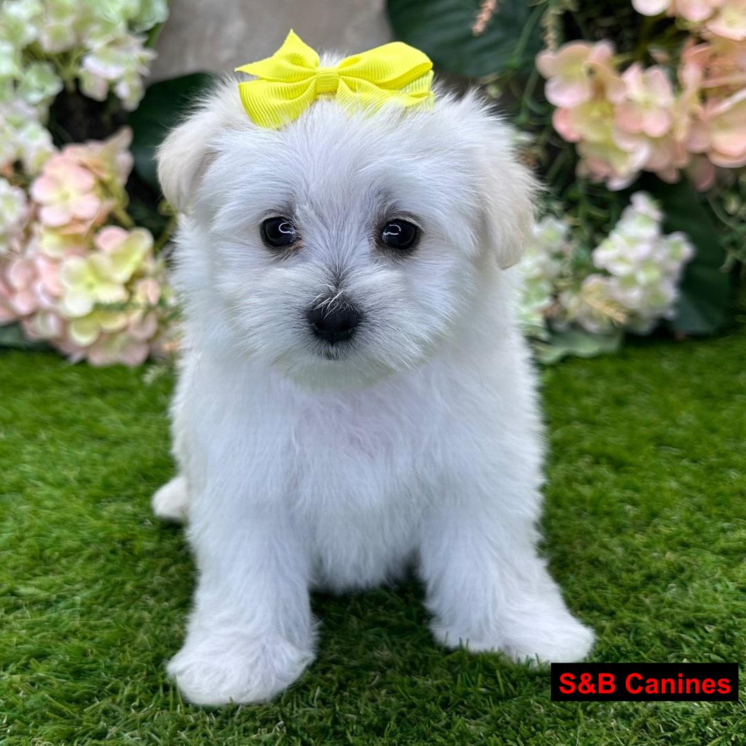Puppy Image